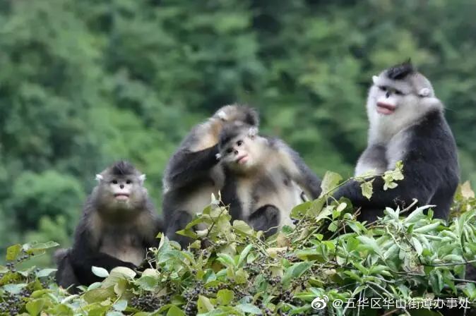 五华区华山街道办事处