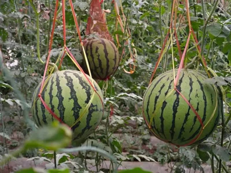 东川发布(微信)