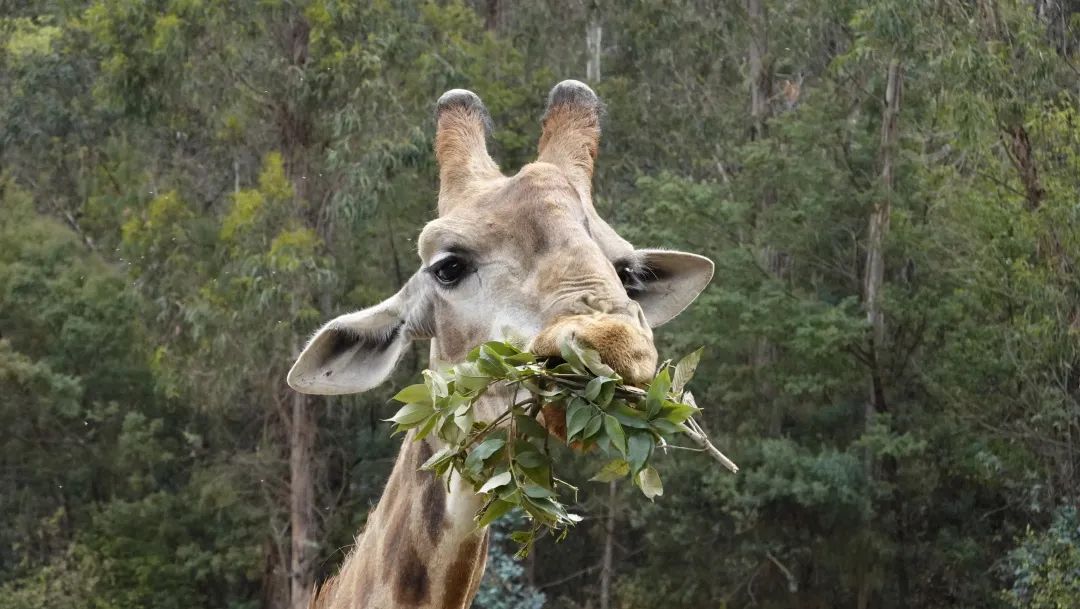 云南野生动物园