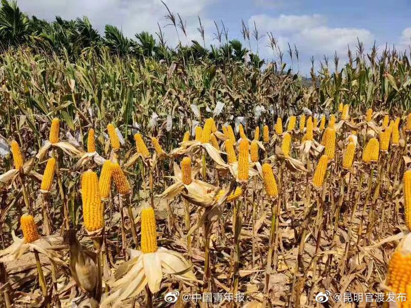 三代科学家接力18年找到提高玉米产量关键基因