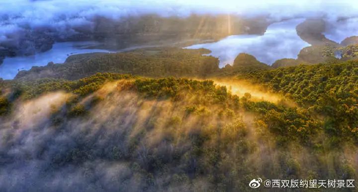 西双版纳望天树景区