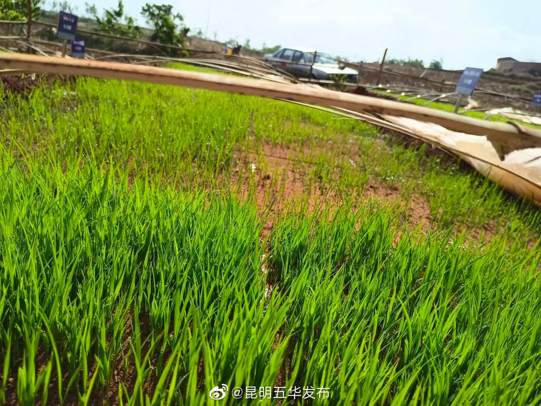 “昆明五华发布”微博