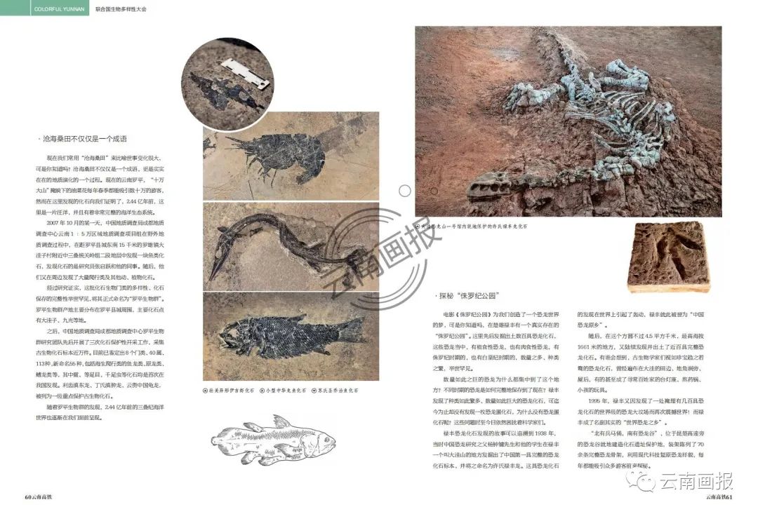 云南信息报