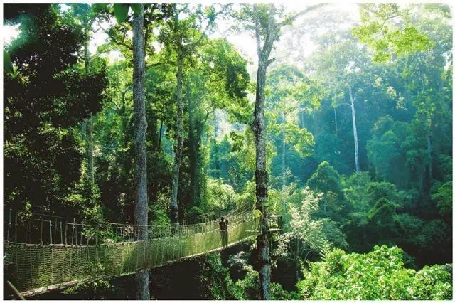 西双版纳望天树景区