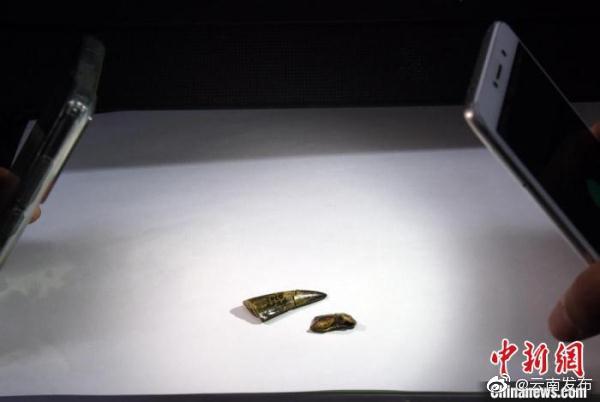 楚雄元谋县发现800多万年前全新剑齿虎族等化石