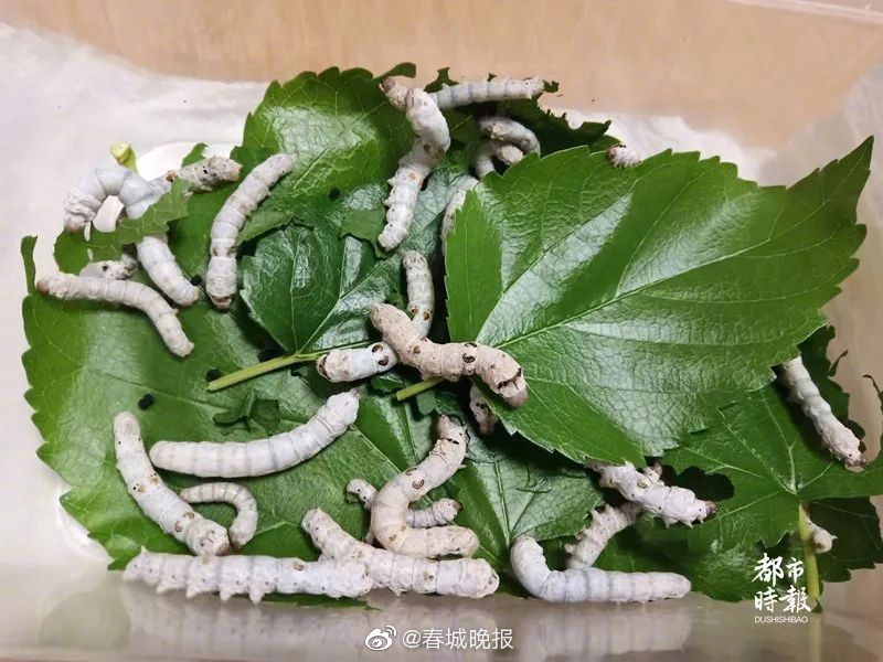 一叶难寻！昆明家长为了这件事快把树叶薅没了