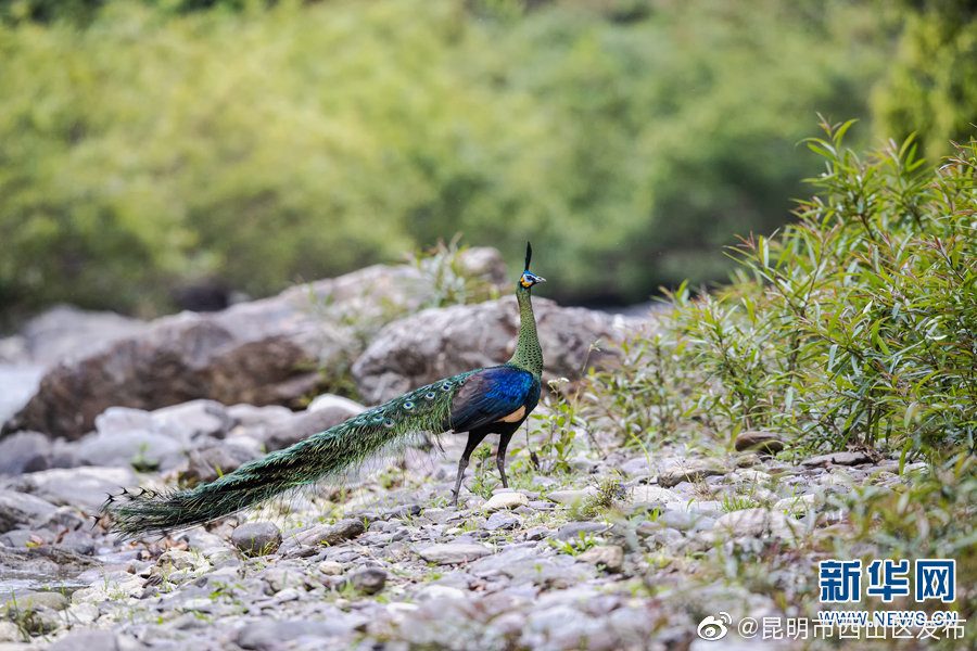 昆明市西山区发布