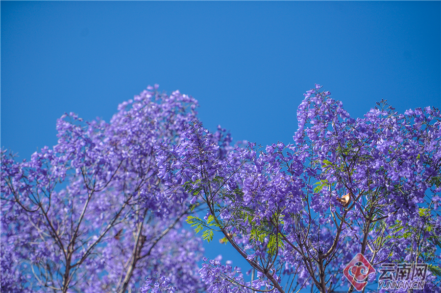 云南省文化和旅游厅