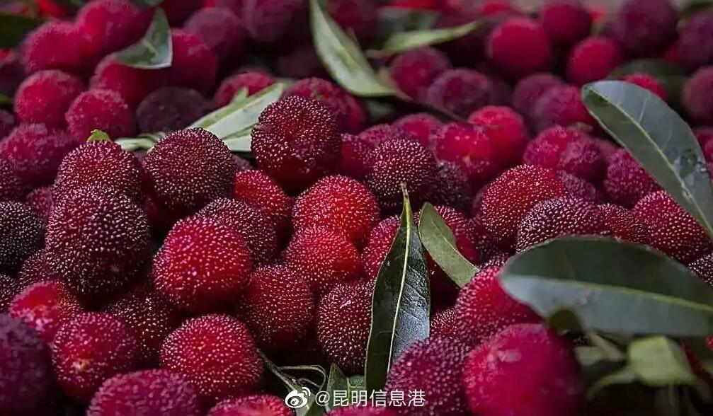 昆明杨梅上市25至35一斤 你吃到今年春天的第一颗杨梅了吗？