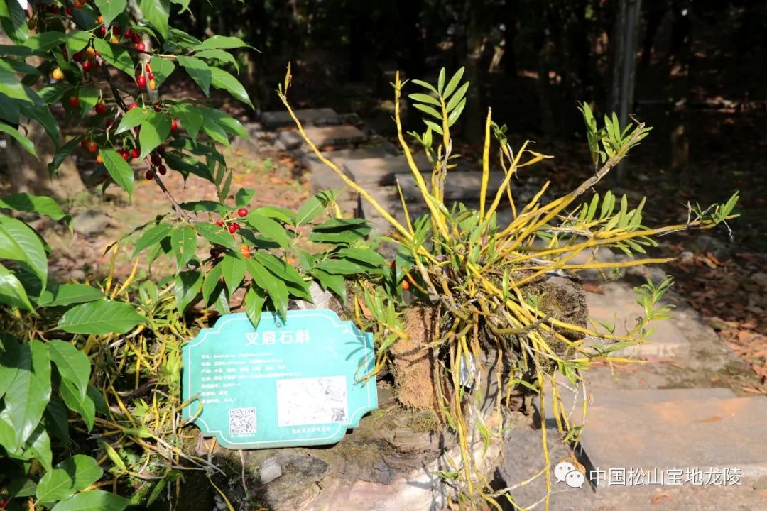 保山新闻网