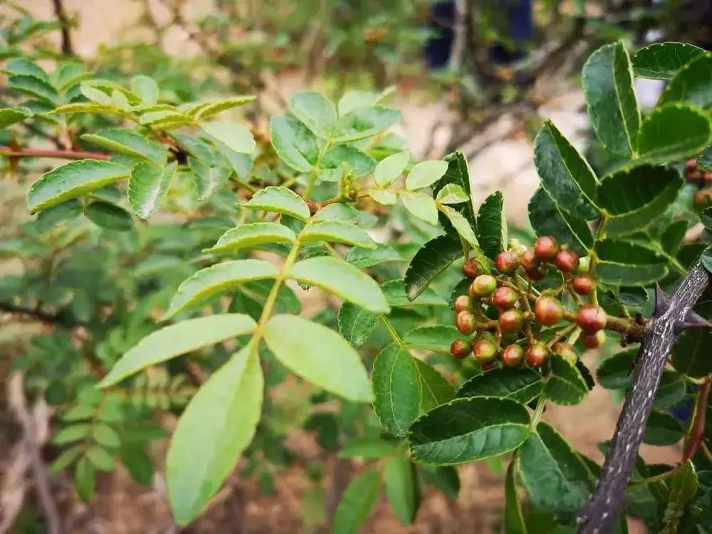 昆明市农业农村局