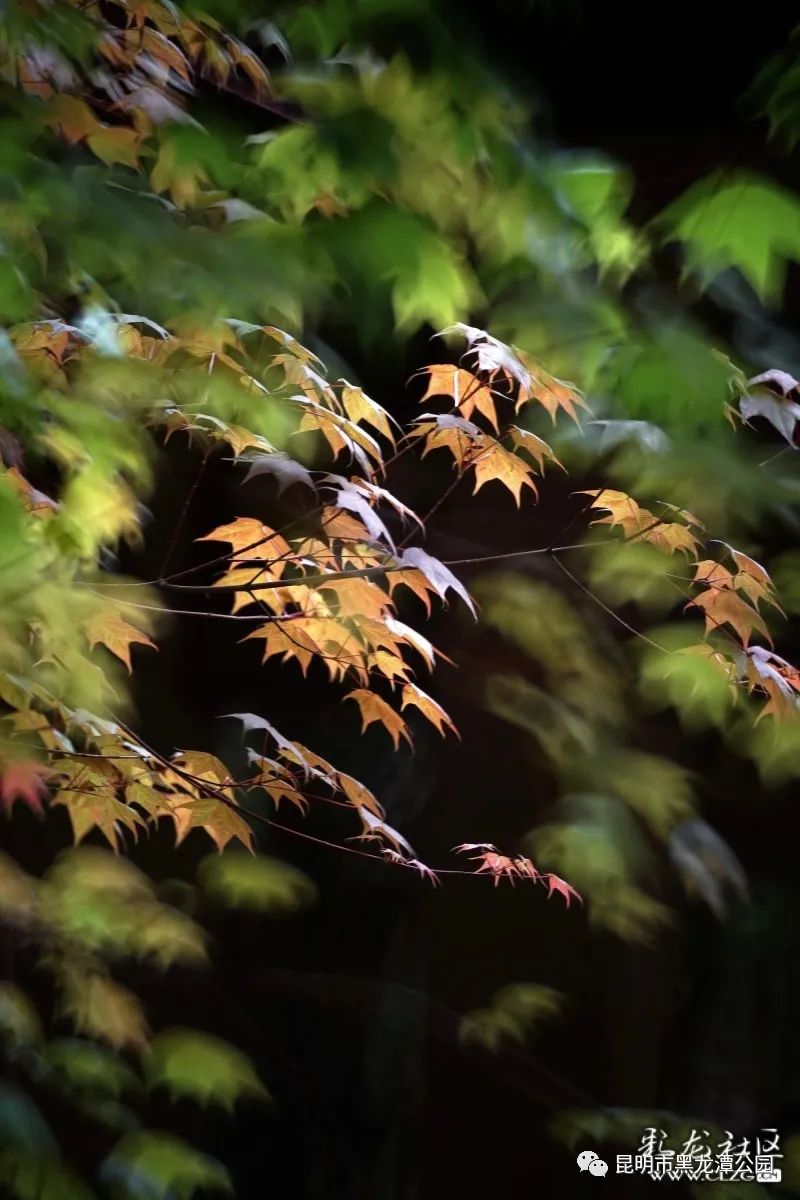 昆明市黑龙潭公园