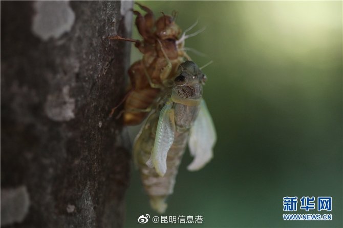 昆明信息港