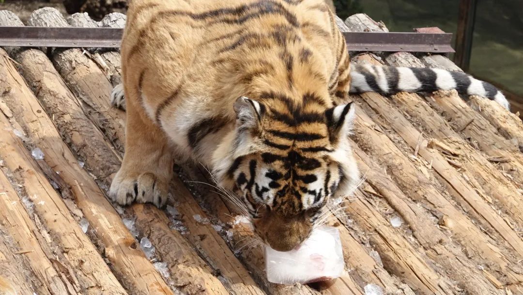 云南野生动物园