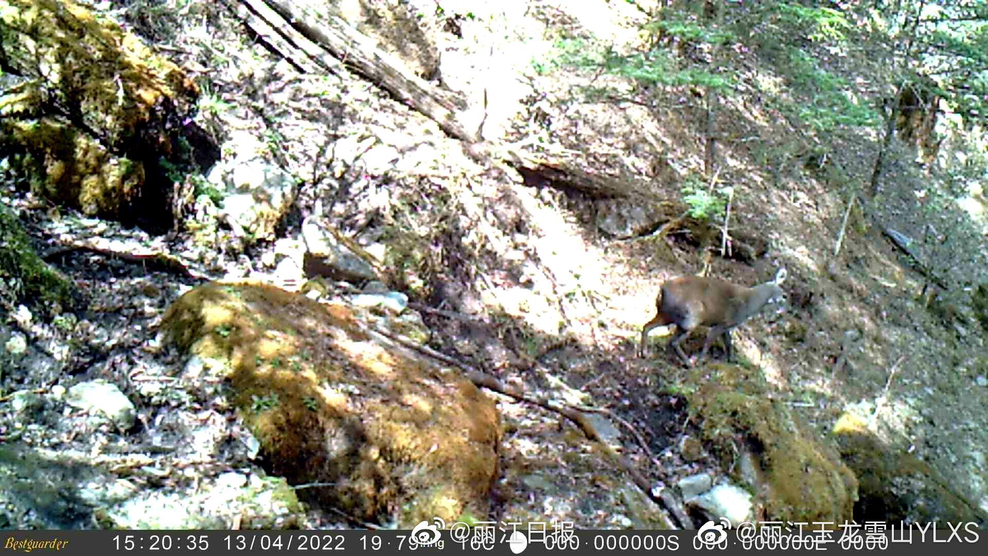 玉龙雪山自然保护区首次监测到国家一级重点保护野生动物林麝