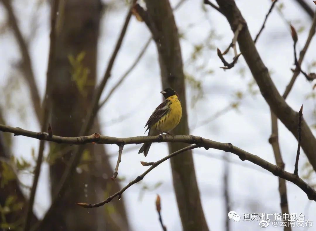 “云南发布”微博