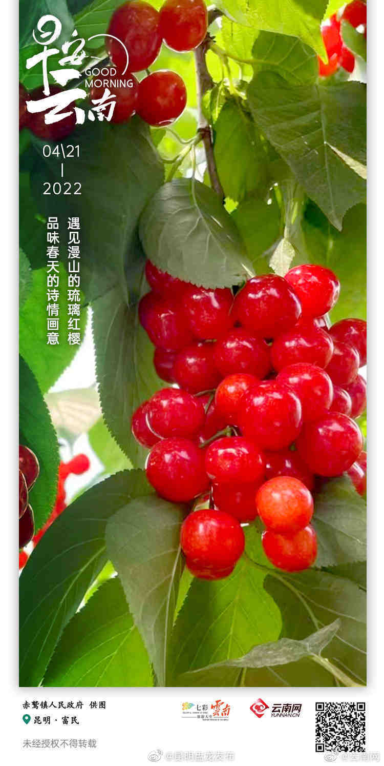 去凤凰升起的地方，采一捧春天的酸甜