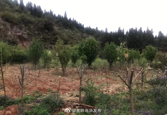 “昆明五华发布”微博