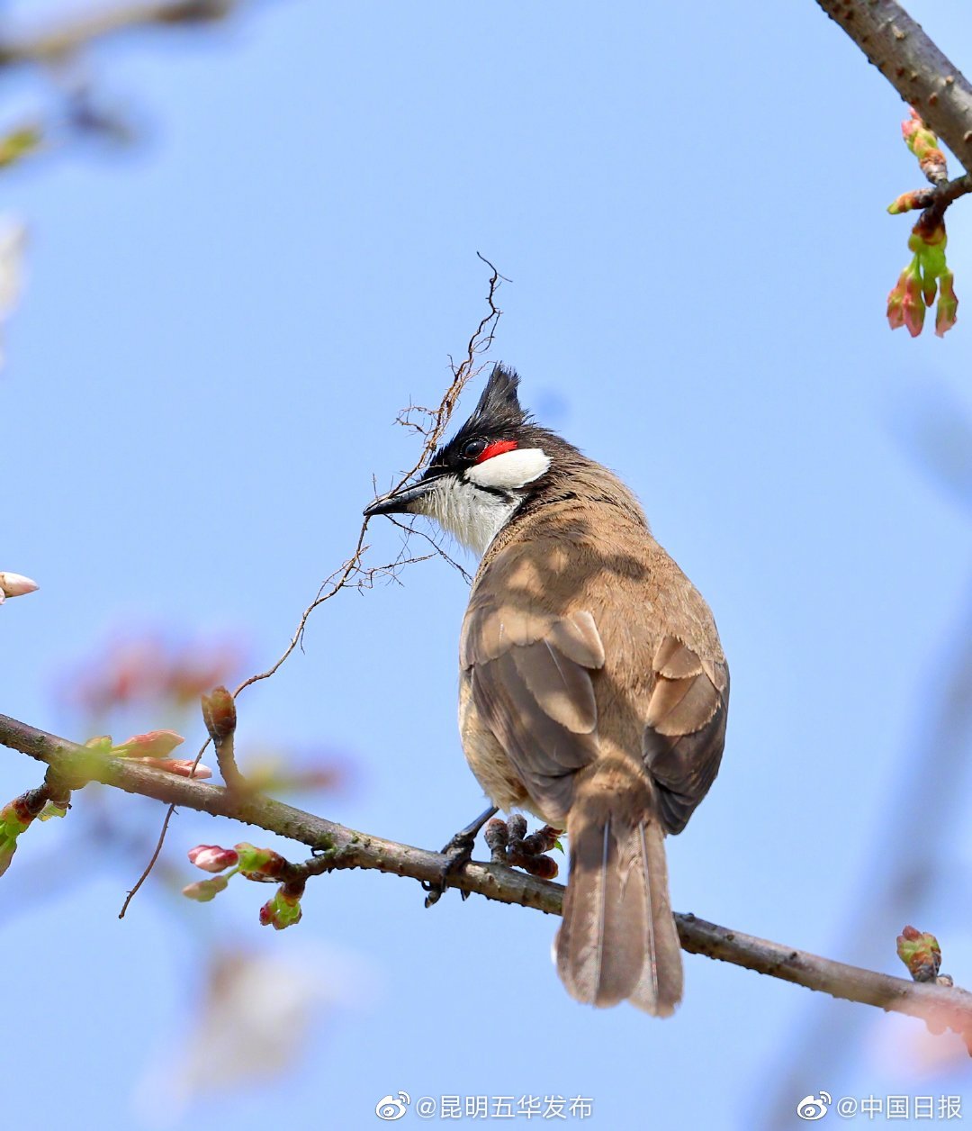 “昆明五华发布”微博