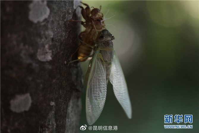 昆明信息港