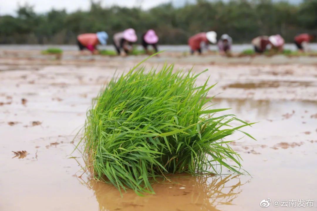 “云南发布”微博