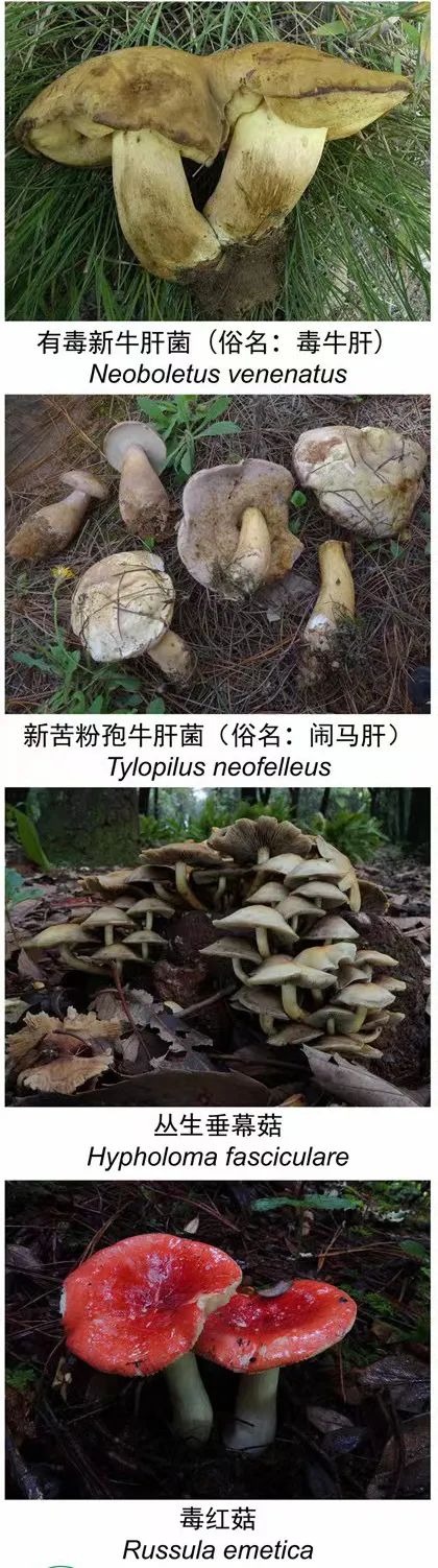 掌上春城微信公众号