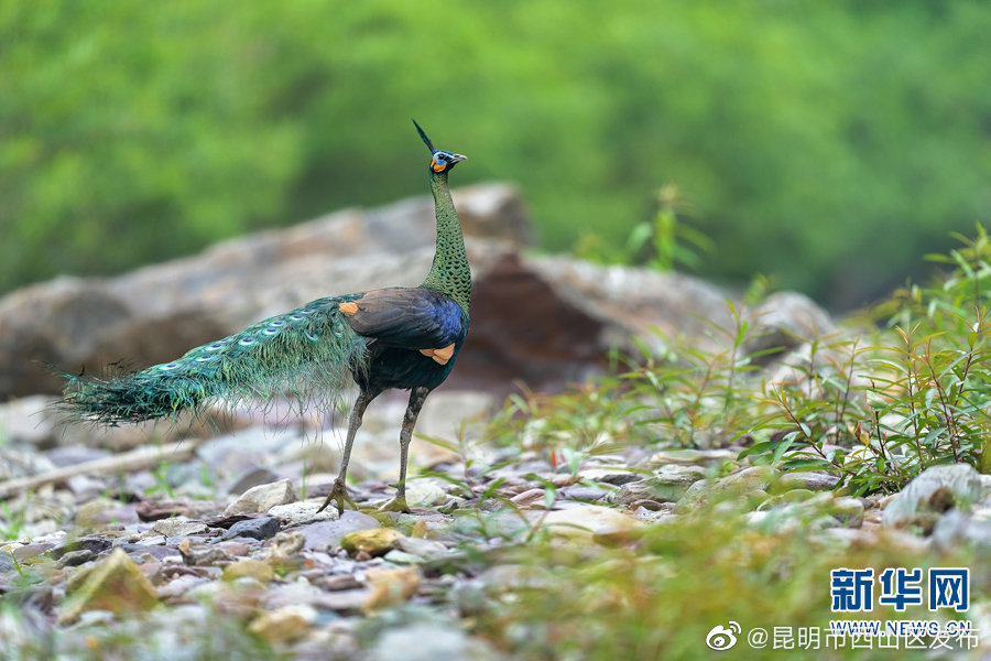 昆明市西山区发布