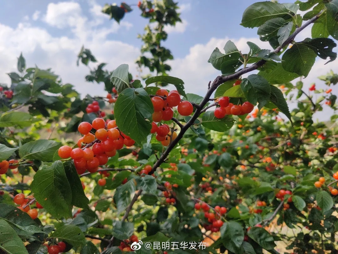 “昆明五华发布”微博