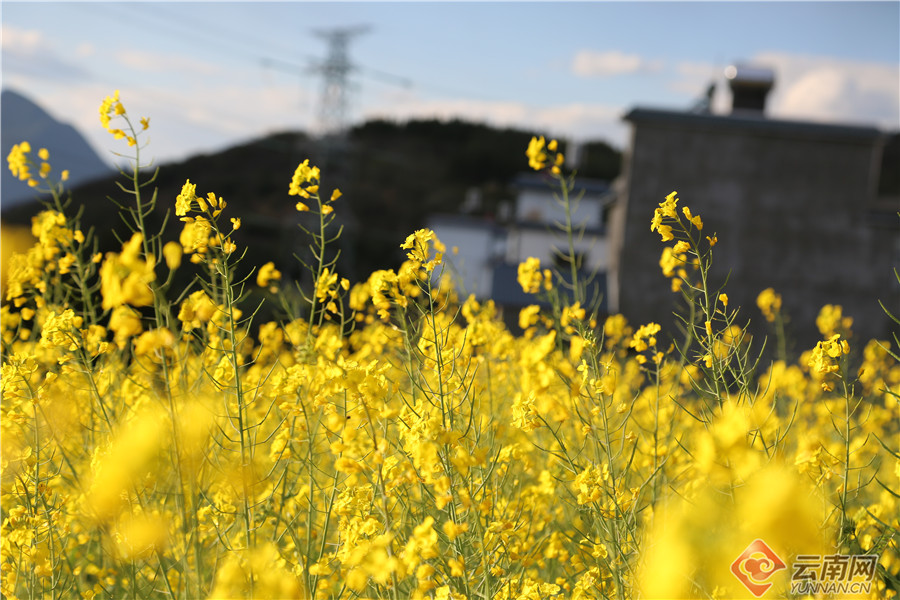 云南省文化和旅游厅