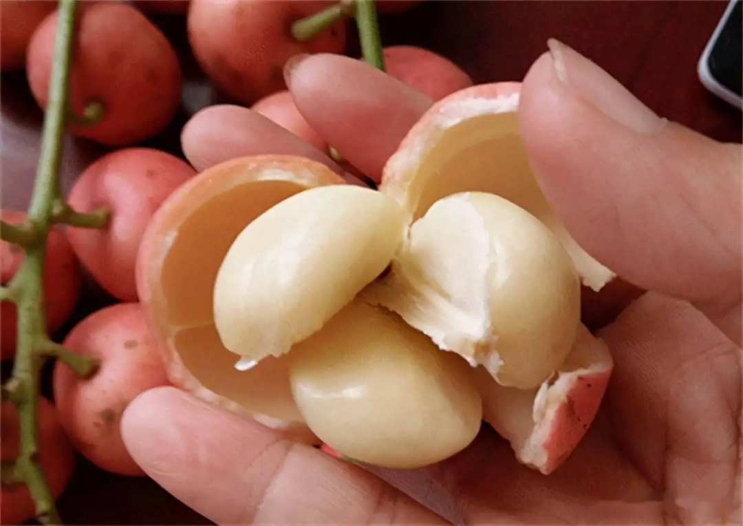 西双版纳望天树景区