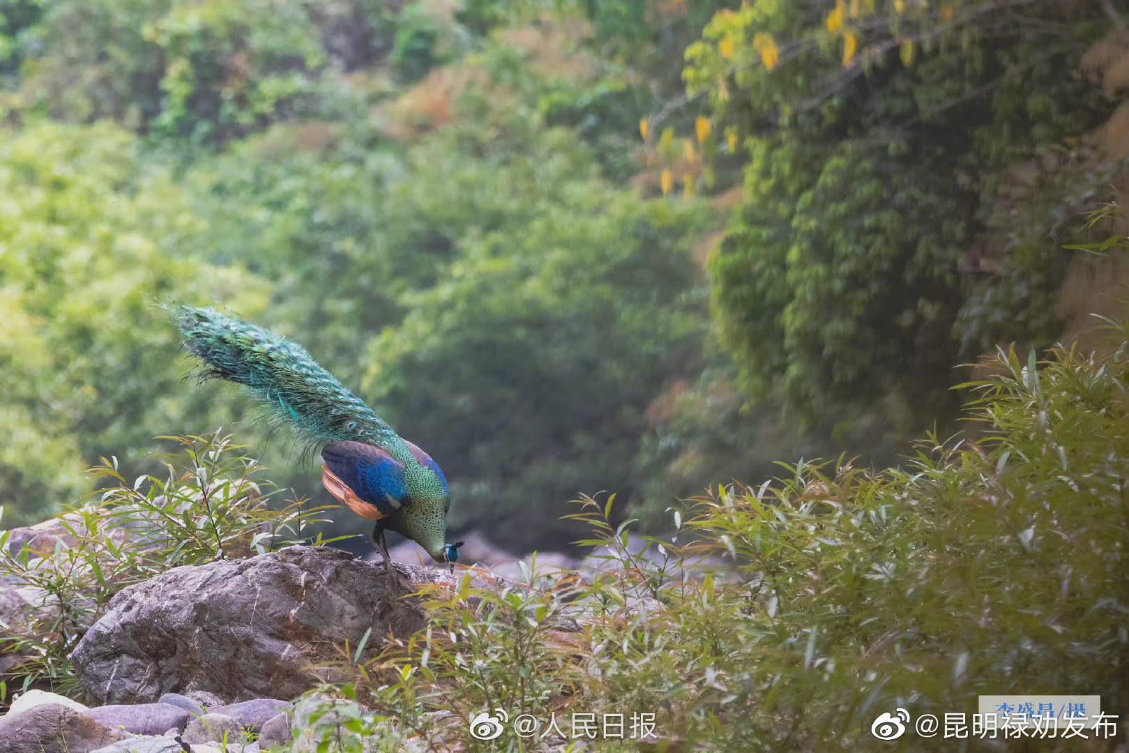 昆明禄劝发布