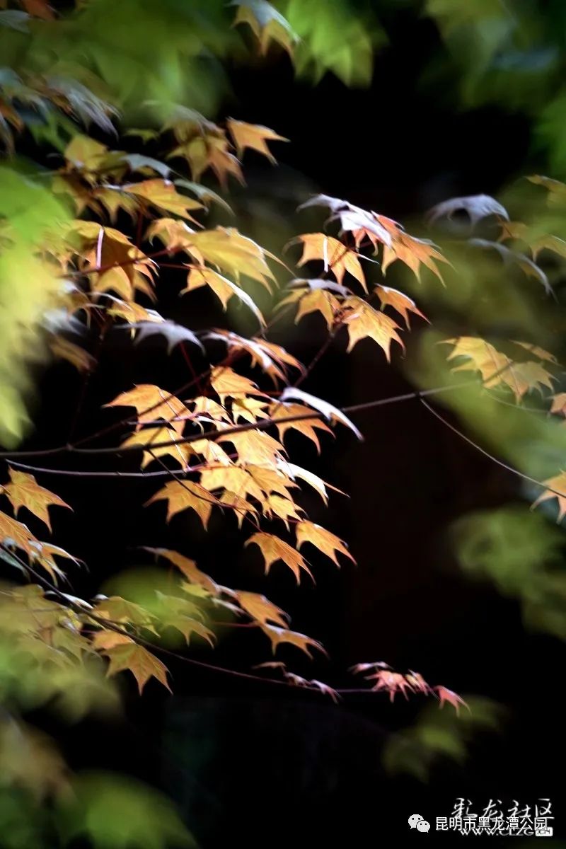 昆明市黑龙潭公园