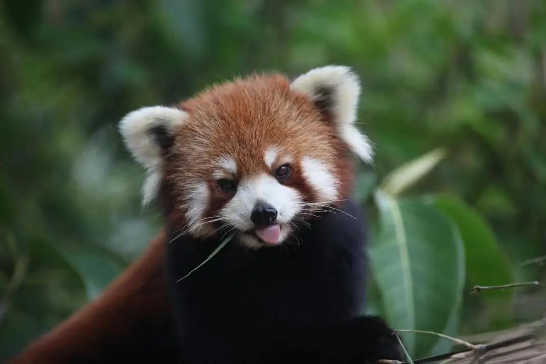 云南野生动物园