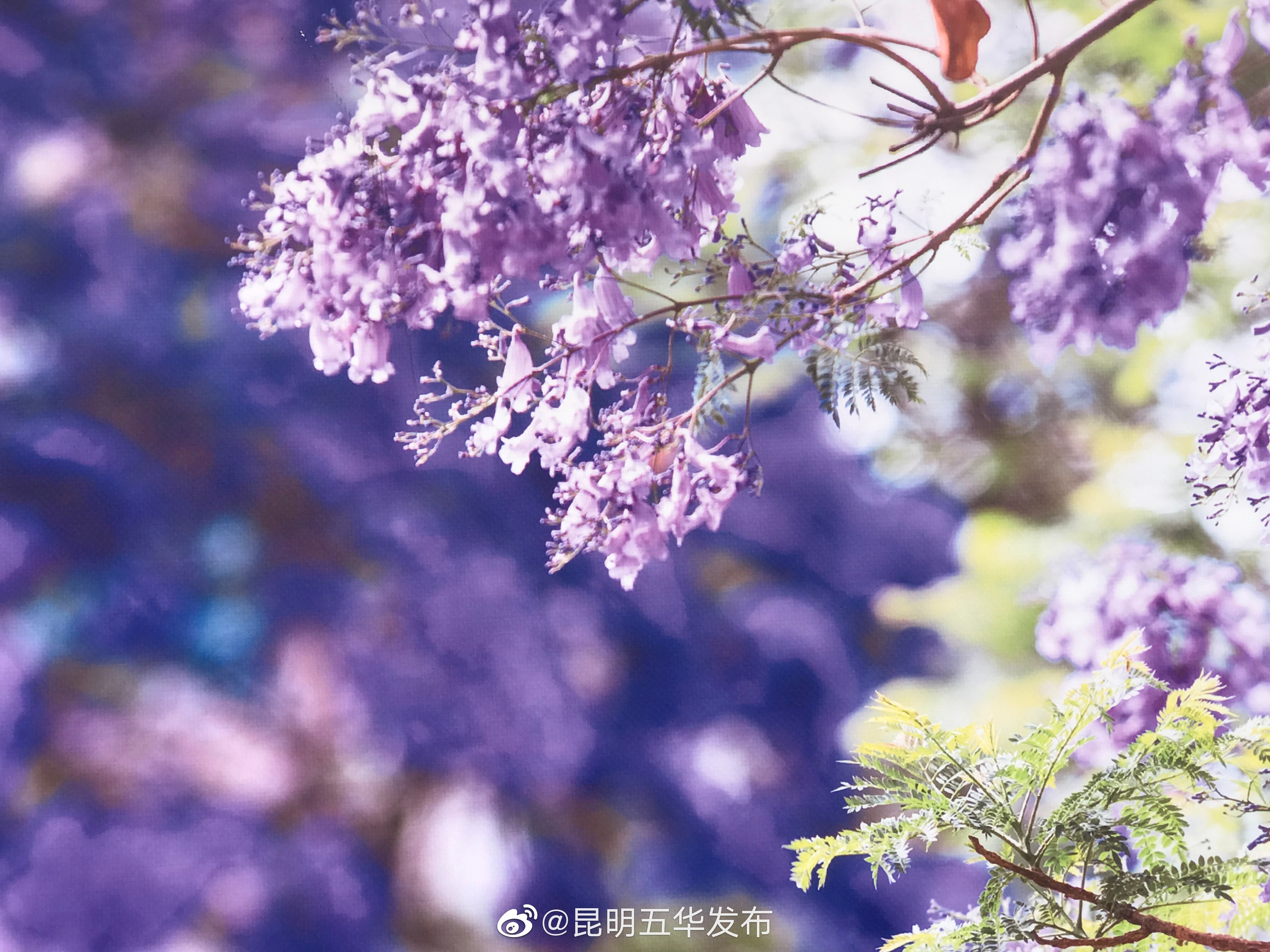 “昆明五华发布”微博