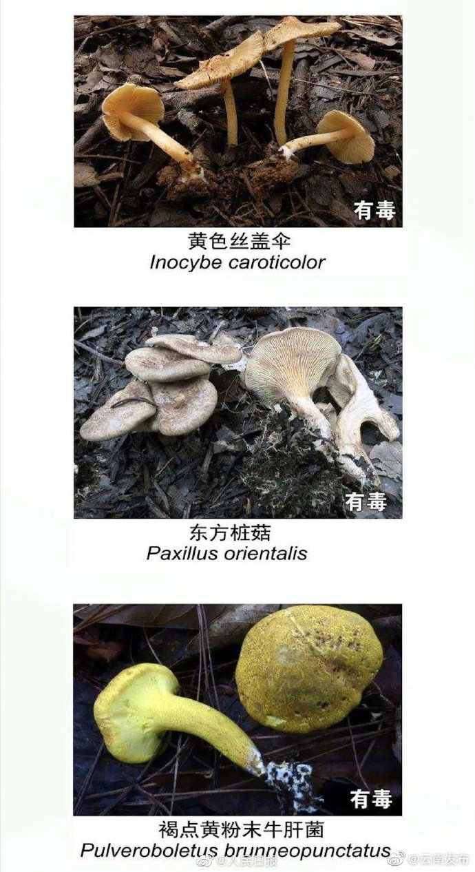“云南发布”微博