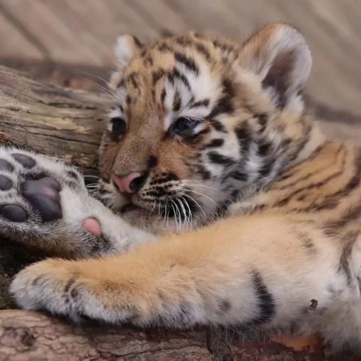 云南野生动物园