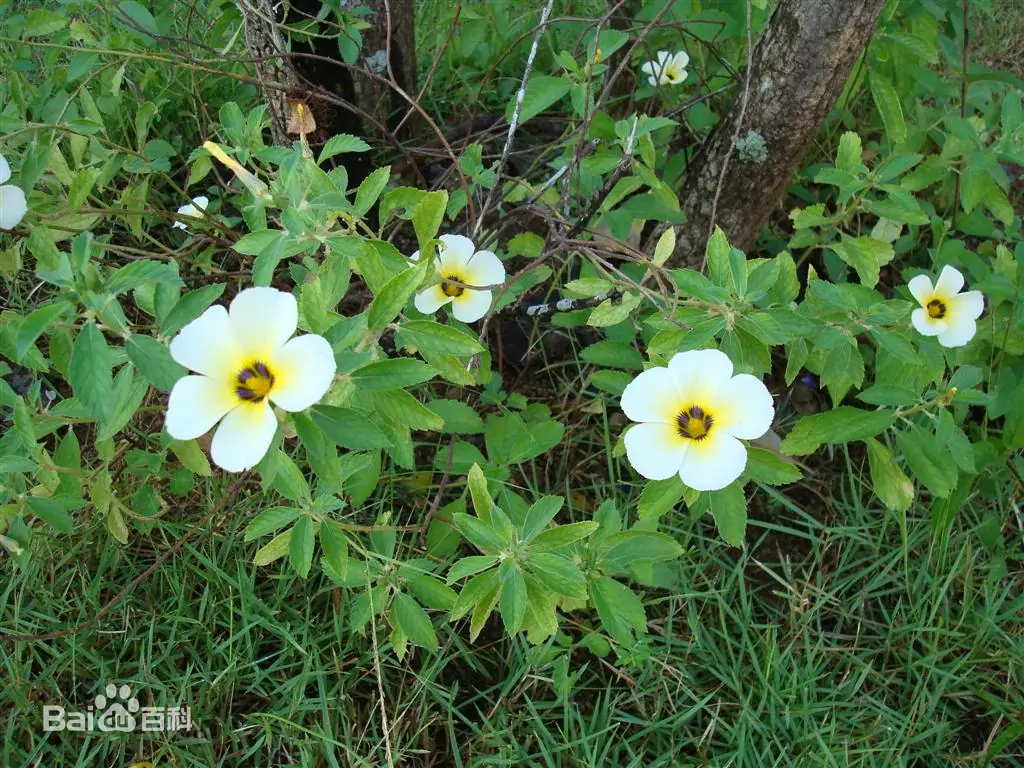 西双版纳望天树景区
