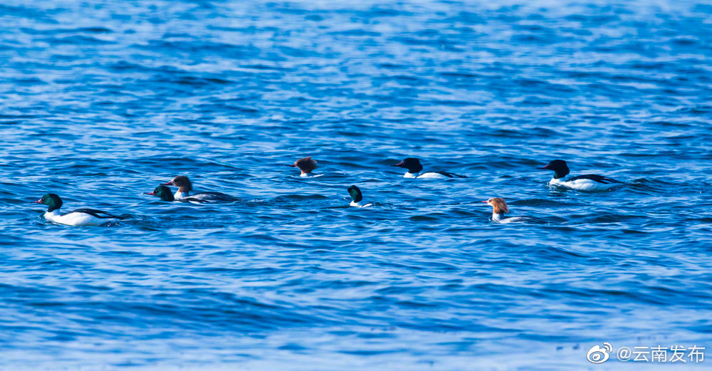 “云南发布”微博