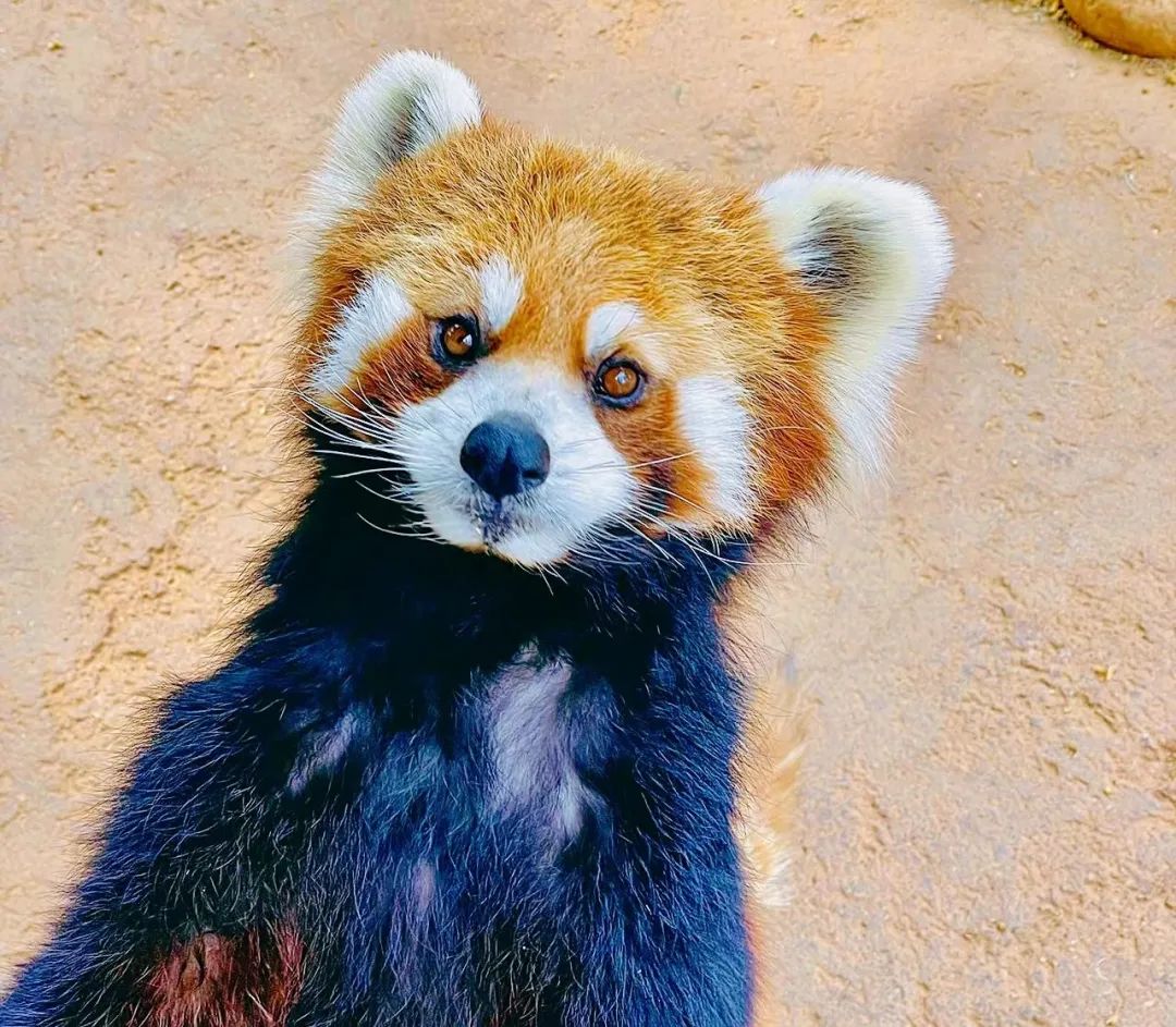 云南野生动物园