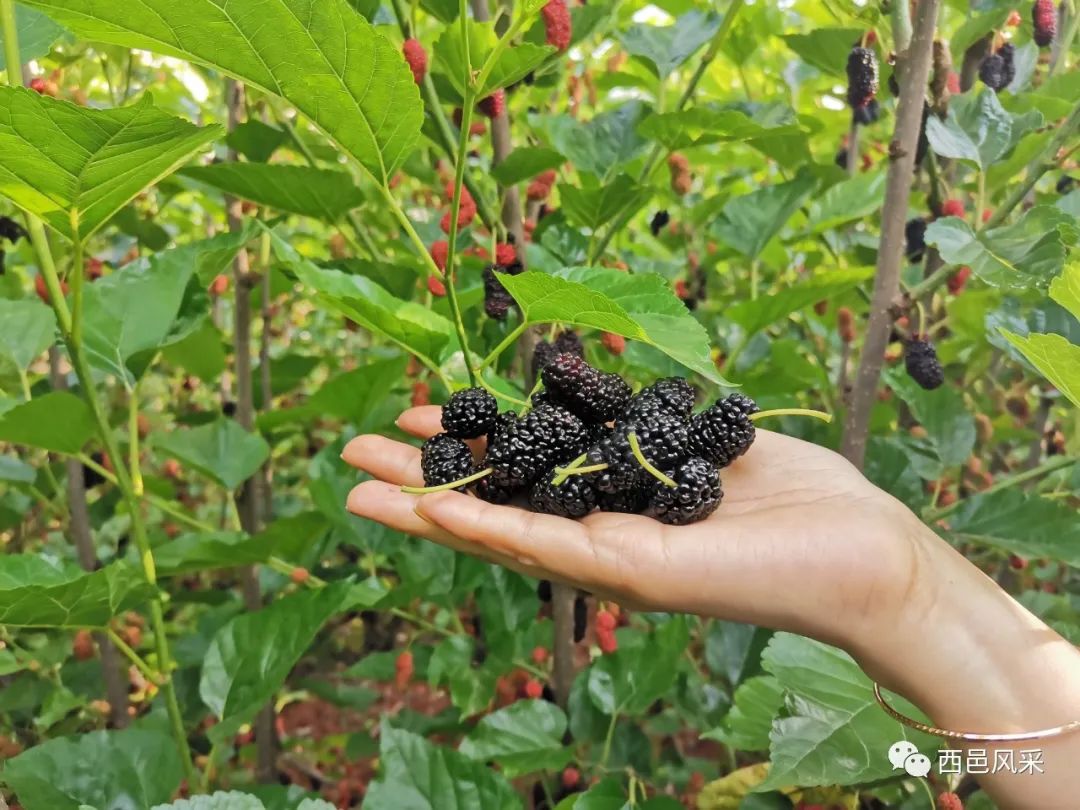 保山新闻网