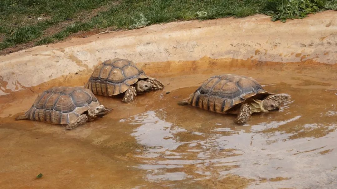 云南野生动物园