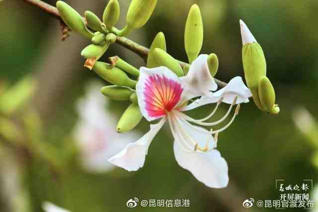 “昆明官渡发布”微博