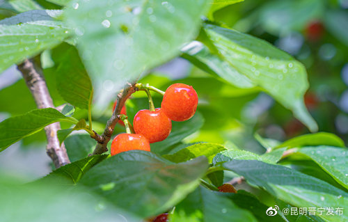 昆明晋宁发布