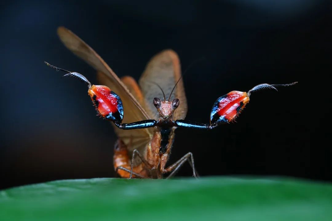 云南野生动物园