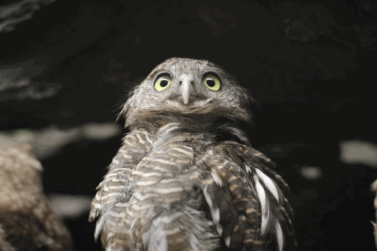 云南野生动物园