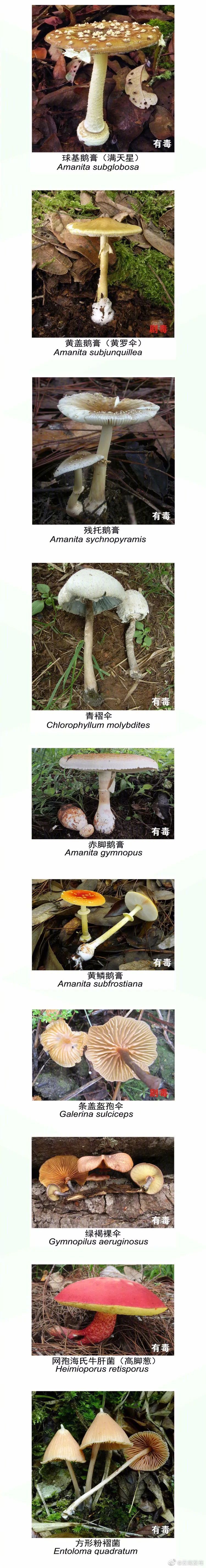 “云南发布”微博