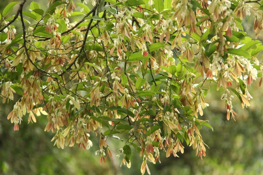 西双版纳望天树景区
