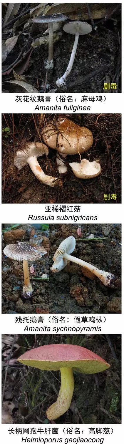 掌上春城微信公众号