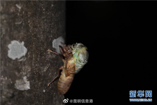 昆明信息港