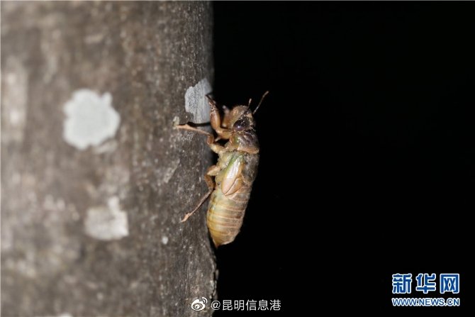 昆明信息港